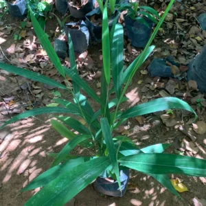 Alpinia Officinarum Bulb