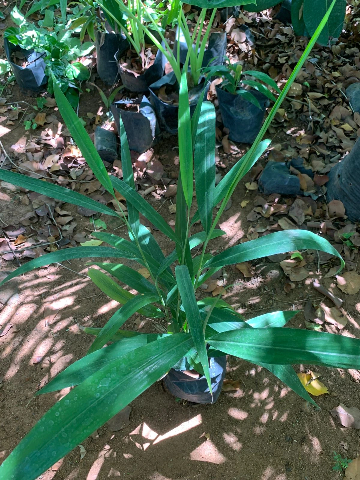 Alpinia Officinarum Bulb