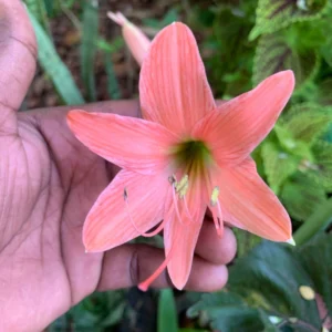 Amaryllis Peach Color Flower Bulb