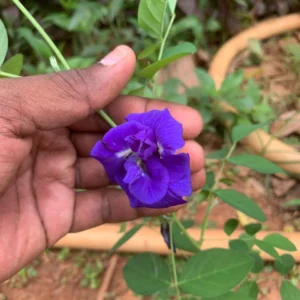Blue Multi Petal Aparajitha Seeds