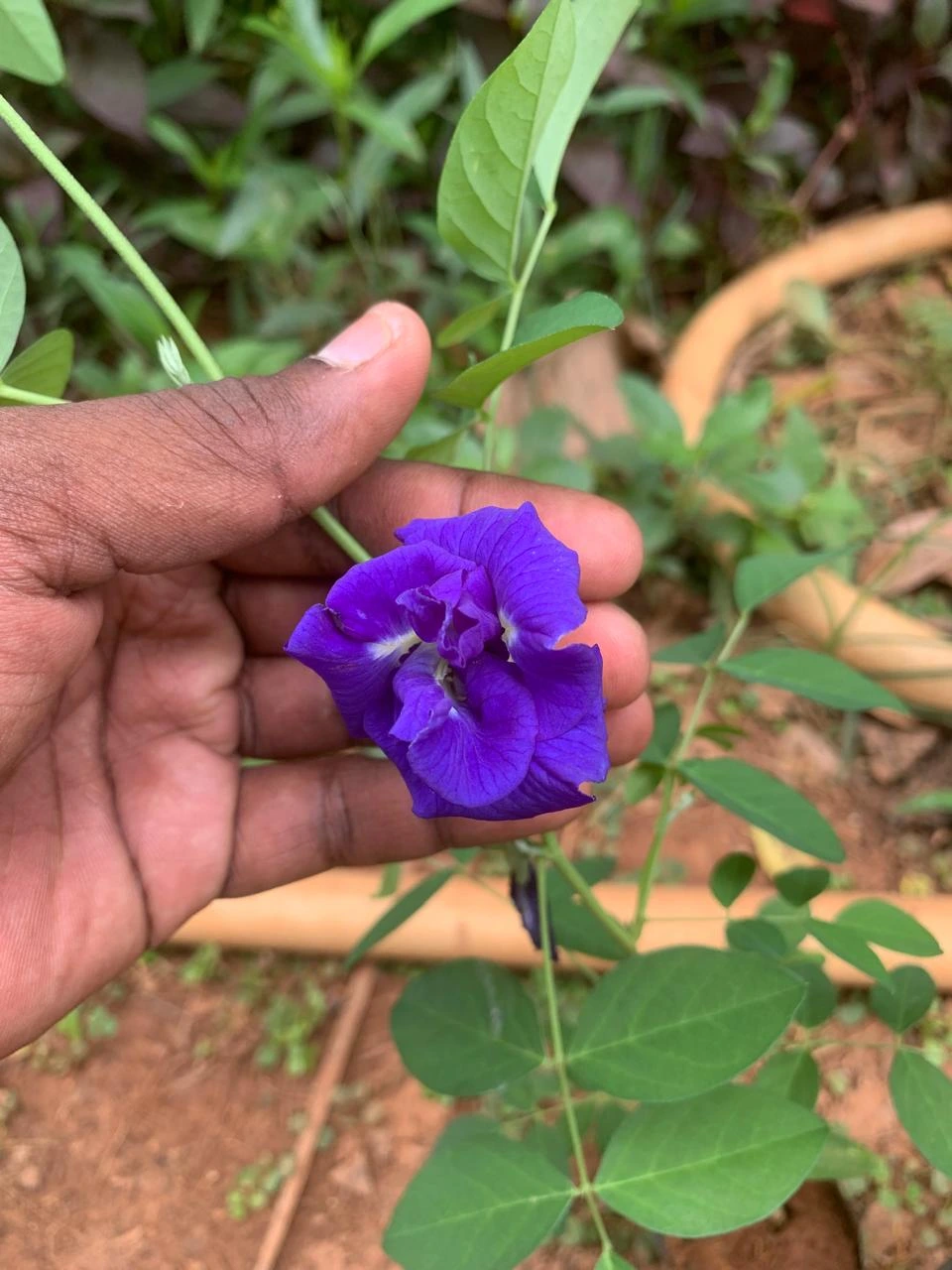 Blue Multi Petal Aparajitha Seeds