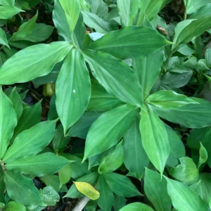 Insulin Plant Bulbs