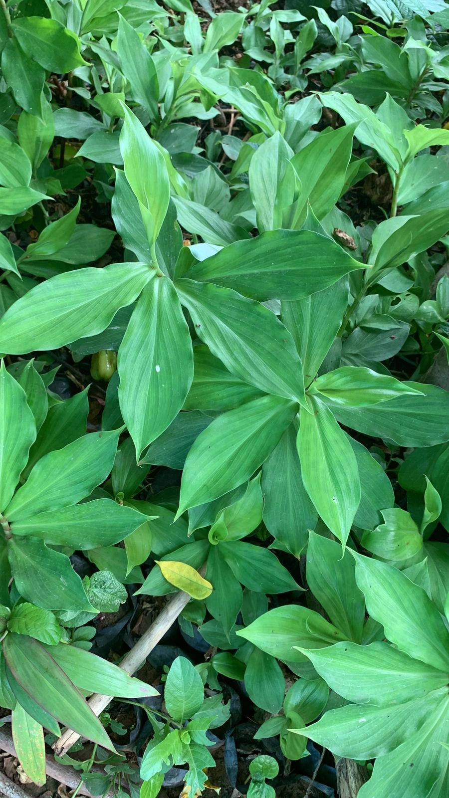 Insulin Plant Bulbs