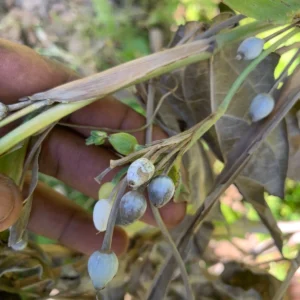 Jobs Tears Seeds