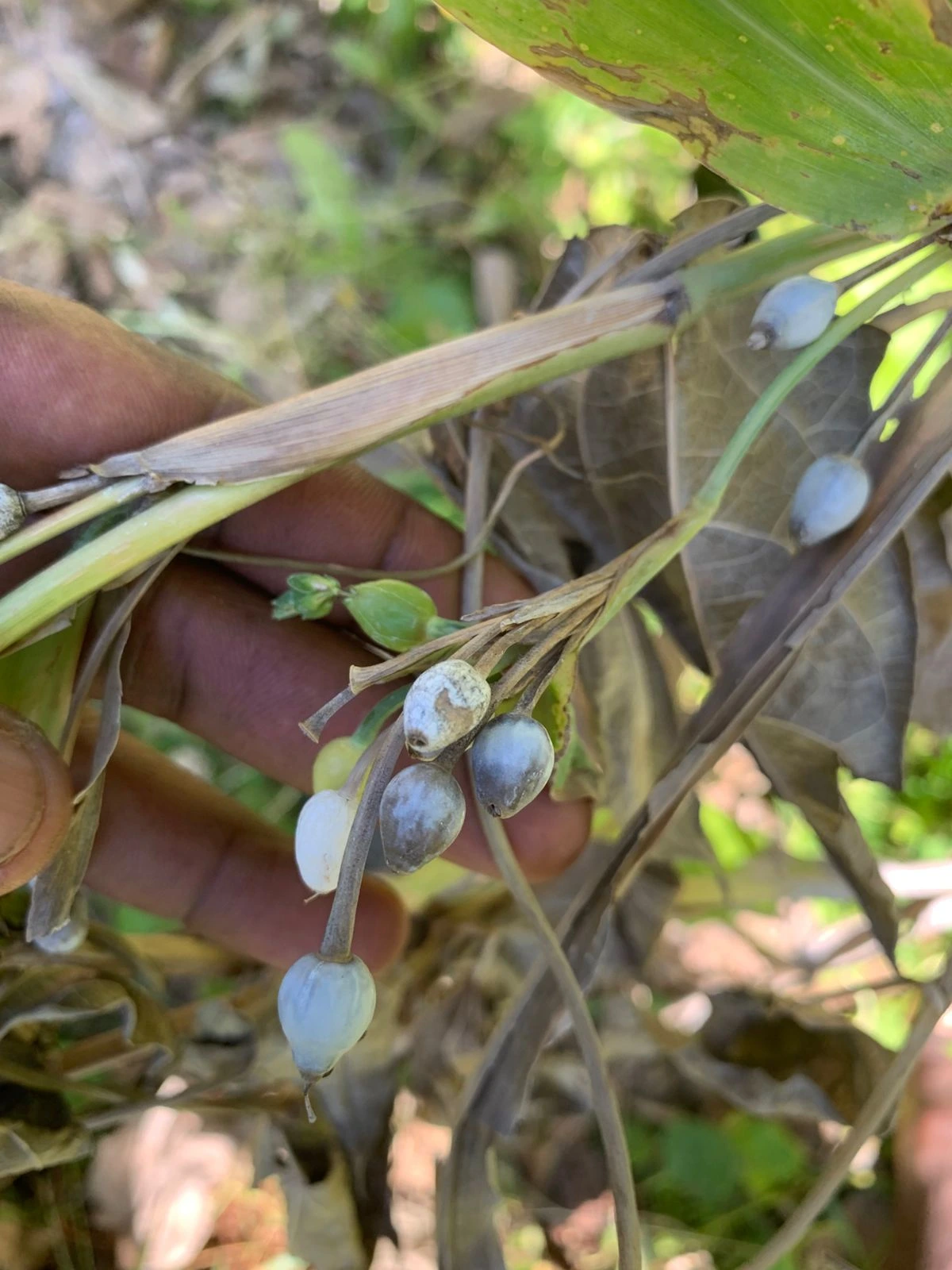 Jobs Tears Seeds