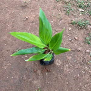 Mango Ginger Bulbs