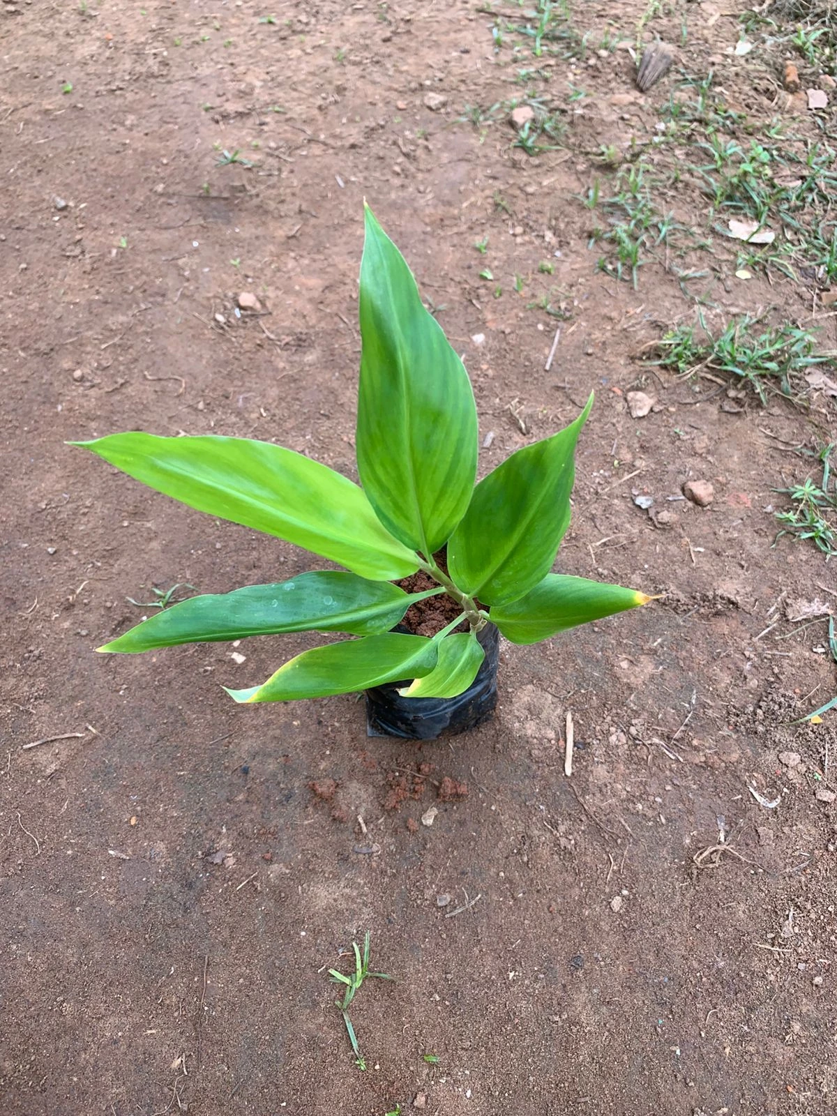 Mango Ginger Bulbs