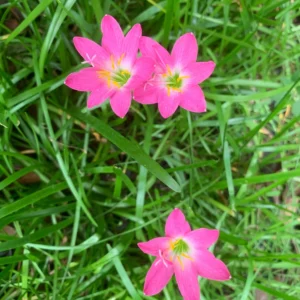 Rainy Lily Pink Color Flower Bulbs