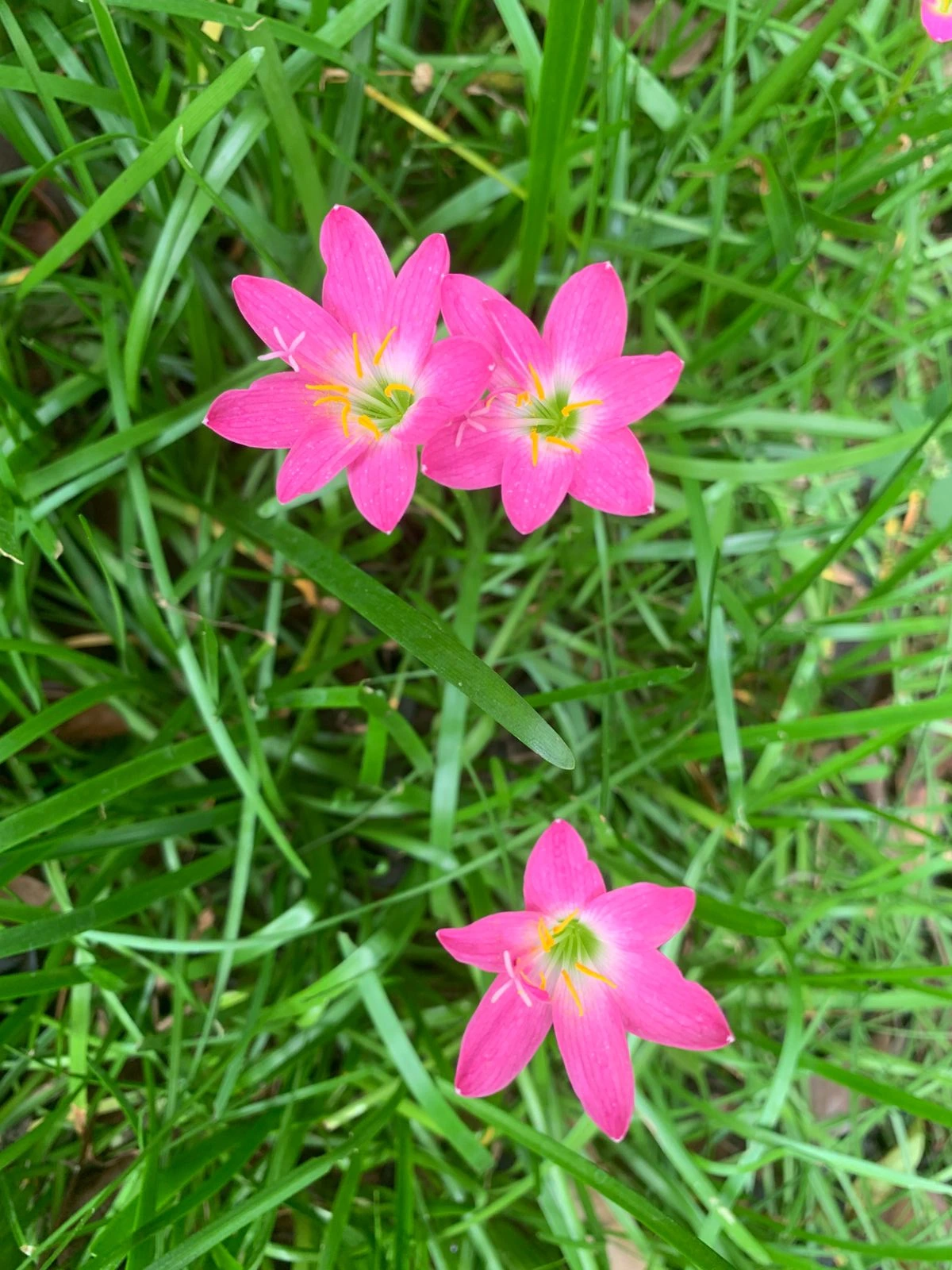 Rainy Lily Pink Color Flower Bulbs