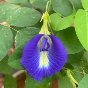 Single Petal Blue Clitoria Aparajitha Seeds