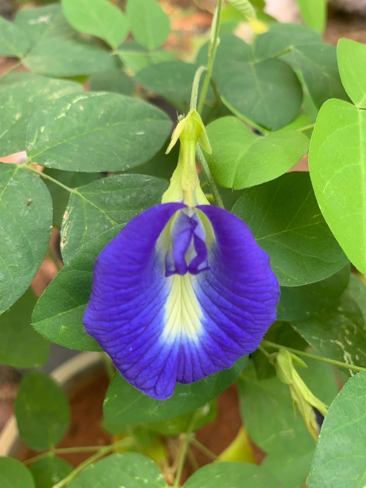 Single Petal Blue Clitoria Aparajitha Seeds
