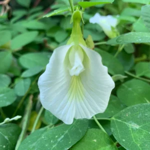 Single Petal White Clitoria Aparajitha Seeds