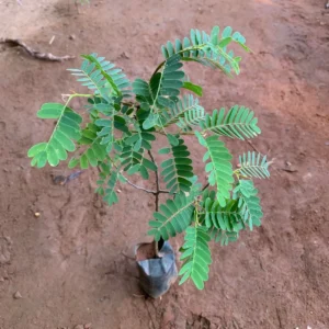 Tamarind Seeds