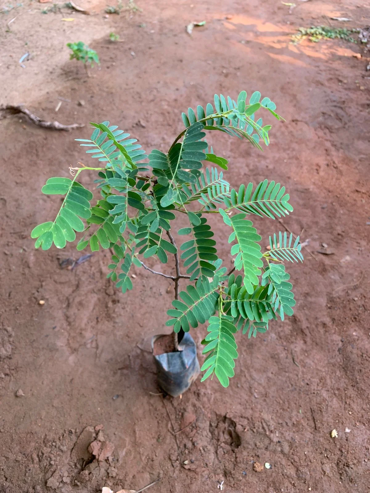 Tamarind Seeds